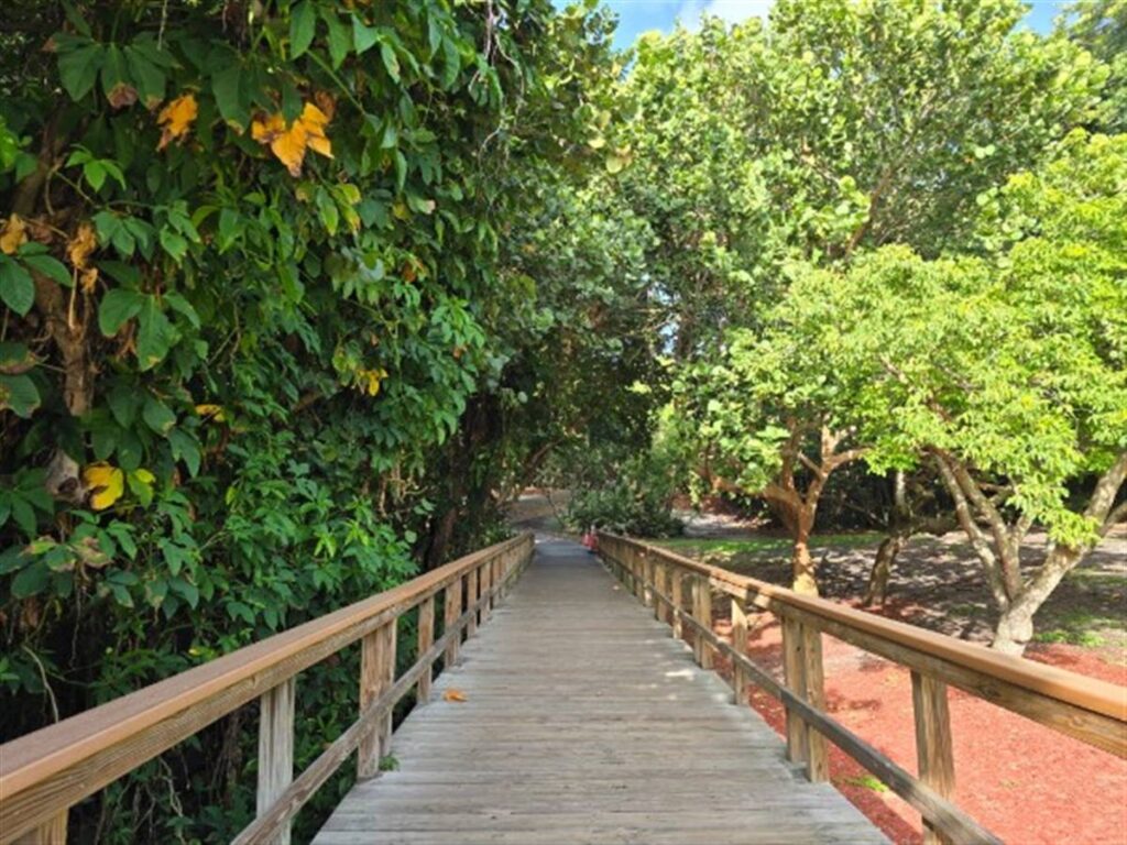 A wooden boardwalk leading through shaded Florida greenery — a clear path forward